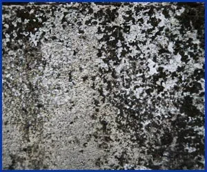 Key Biscayne Restoration Company Key Biscayne, FL 786-309-9751 - mold-side