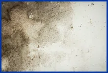 Key Biscayne Restoration Company Key Biscayne, FL 786-309-9751 Key Biscayne Restoration Company Key Biscayne, FL 786-309-9751